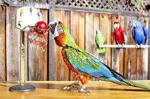 Говорящие попугаи: уход, обучение и выбор породы