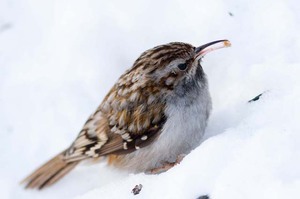 Как питается пищуха