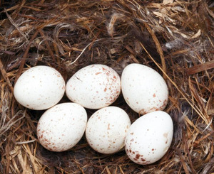 Размножение пищухи