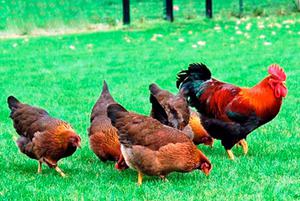 Несутся ли куры без петуха: правда о яйценоскости