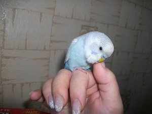 Уход за попугаями