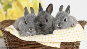 Соликокс для кроликов и птиц: инструкция по применению