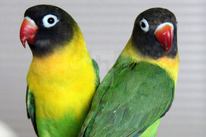 Масковый неразлучник