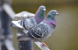Сколько лет живут голуби: в дикой природе и в домашних условиях