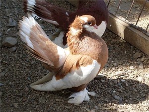 Домашние голуби и их содержание