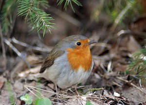 Малиновка: внешность, поведение и рацион оранжевой грудки