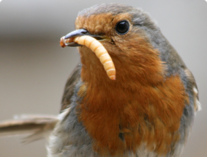 Певчая птица зарянка