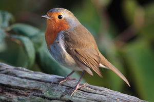 Зарянка малиновка