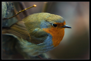 Малиновка с веткой