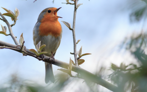 Малиновка на ветке