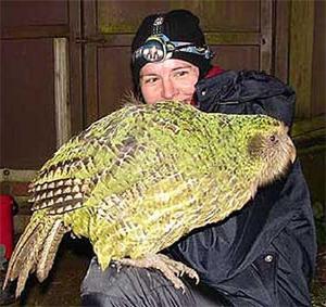 Какапо и человек