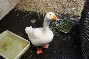 Корм гусей зеленью