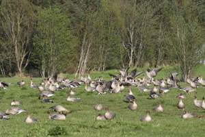 Луговое вскармливание гусей