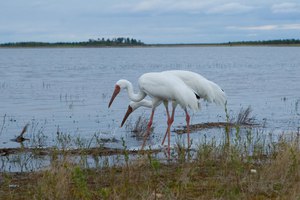 Где обитают журавли