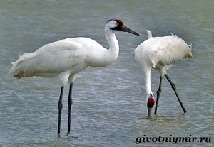 Как размножаются журавли