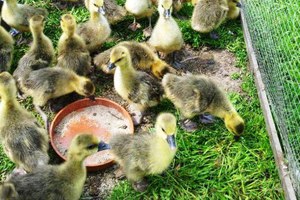 Как сделать поилки для гусят