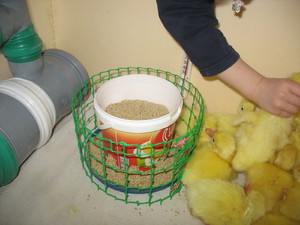 Уход за гусятами