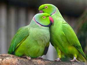 Ожереловые попугаи