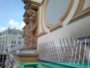 Как избавляться от голубей