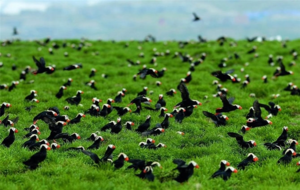 Тупики живут в колониях, при этом пару образуют на время выведения птенца