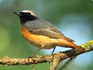 Обыкновенная горихвостка: птица с огненным хвостом