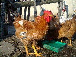 Порода кур мастер грей