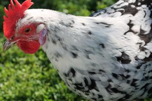 Куры- Мастер грей