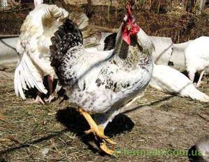 Куры Мастер Грей: описание породы, яйценоскость и содержание