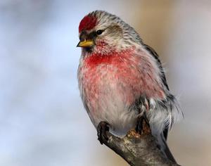 Чечётка: яркая птичка с неповторимым оперением
