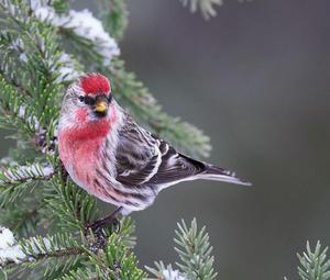 Птичка с красной грудкой 