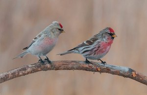 Птицы чечётки