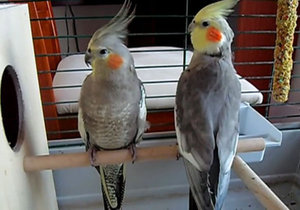 Как ухаживать за попугаем корелла в домашних условиях