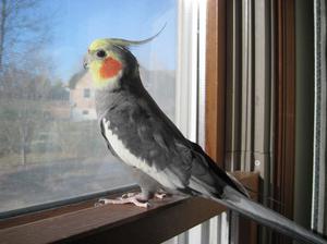 Чем кормить попугаев корелла