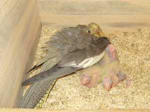 Оперение у попугаев корелла