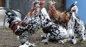 Декоративные  куры  -породы