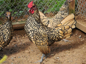 Декоративные  куры  