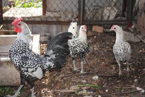 Породы кур- Декоративные 