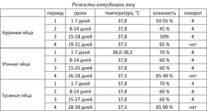 Инкубация гусиных яиц: пошаговая инструкция для высокой выводимости