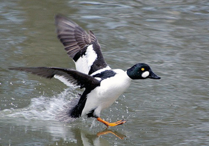 Обыкновенный гоголь: описание породы и особенности птицы