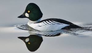  обыкновенный гоголь