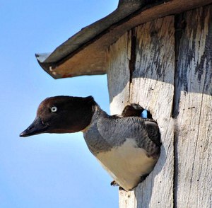 Гоголь гнездование