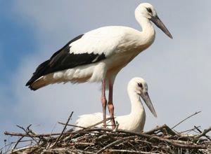 Белый аист: описание птицы, где живёт и чем питается        