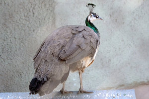 Павлины: как отличить самку от самца и узнать их особенности