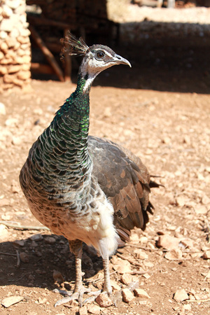  Павлины: как выглядит, отличия самки от самца