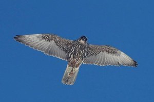 Какие птицы самые быстрые