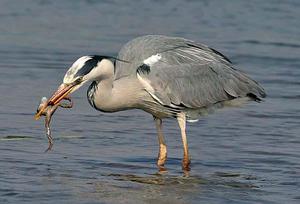 Питание цапли