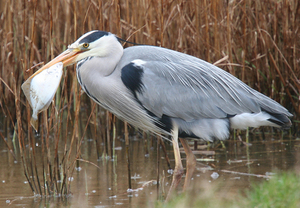 Серая цапля: описание, ареал и особенности вида