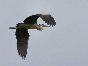 Полет серой цапля