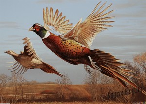 Фазан обыкновенный