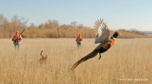 Разведение и выращивание домашних фазанов